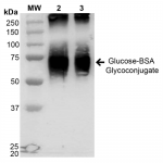SPR-204_Glucose-BSA-Glycoconjugate-Protein-Western-Blot-1.png