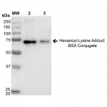 SPR-205_Hexanoyl-Lysine-adduct-BSA-Conjugate-Protein-Western-Blot-1.png