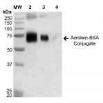 SPR-206_Acrolein-BSA-Conjugate-Protein-Western-Blot-1.png