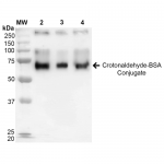SPR-207_Crotonaldehyde-BSA-Conjugate-Protein-Western-Blot-1.png