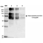 SPR-209_Malondialdehyde-BSA-Conjugate-Protein-Western-Blot-1.png