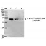 SPR-210_4-Hydroxy-2-hexenal-BSA-Conjugate-Protein-Western-Blot-1.png