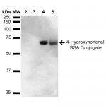 SPR-211_4-Hydroxynonenal-BSA-Conjugate-Protein-Western-Blot-1.png