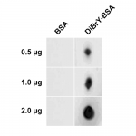 SPR-212_3-5-Dibromo-tyrosine-BSA-Conjugate-Protein-Dot-Blot-1.png
