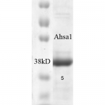 SPR-300_AHA1_Protein_SDS-Page.png