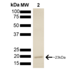 SPR-303_p23-Protein-SDS-Page-1.png