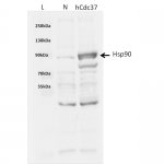 SPR-304_CDC37_Protein_Western Blot.png