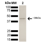 SPR-309_AHA1-Protein-SDS-Page-1.png