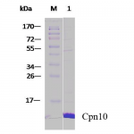 SPR-310_Cpn10_Protein_SDS-Page.png
