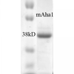 SPR-311_AHA1_Protein_SDS-Page.png