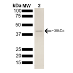 SPR-313_AHA2-Protein-SDS-Page-1.png