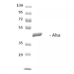 SPR-314_AHA1_Protein_SDS-Page.png