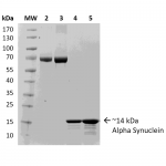 SPR-316_Alpha-Synuclein-Protein-Monomer-Protein-SDS-Page-1.png