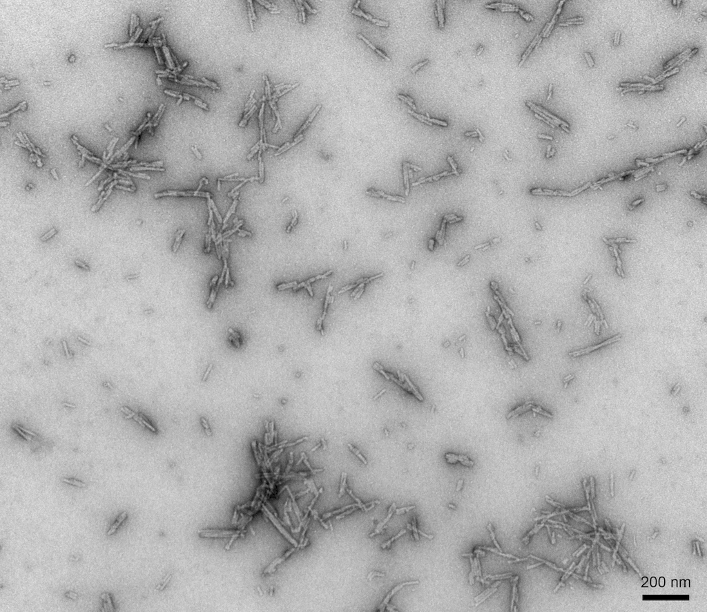 <p>TEM of Type 2 Alpha Synuclein Pre-formed Fibrils (PFFs) (SPR-317).</p>
