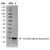 SDS-Page of Type 2 Human Recombinant Alpha Synuclein Protein Pre-formed Fibrils (SPR-317)