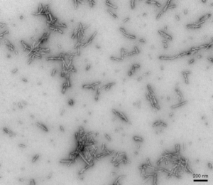 SPR-317_Type 2 Alpha-Synuclein-Preformed-Fibrils-Protein-TEM