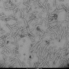 TEM of ATTO conjugated alpha syuclein pre-formed fibrils