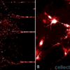 Mouse neurocortical primary cells seeded with fluorescently-labelled alpha synuclein PFFs