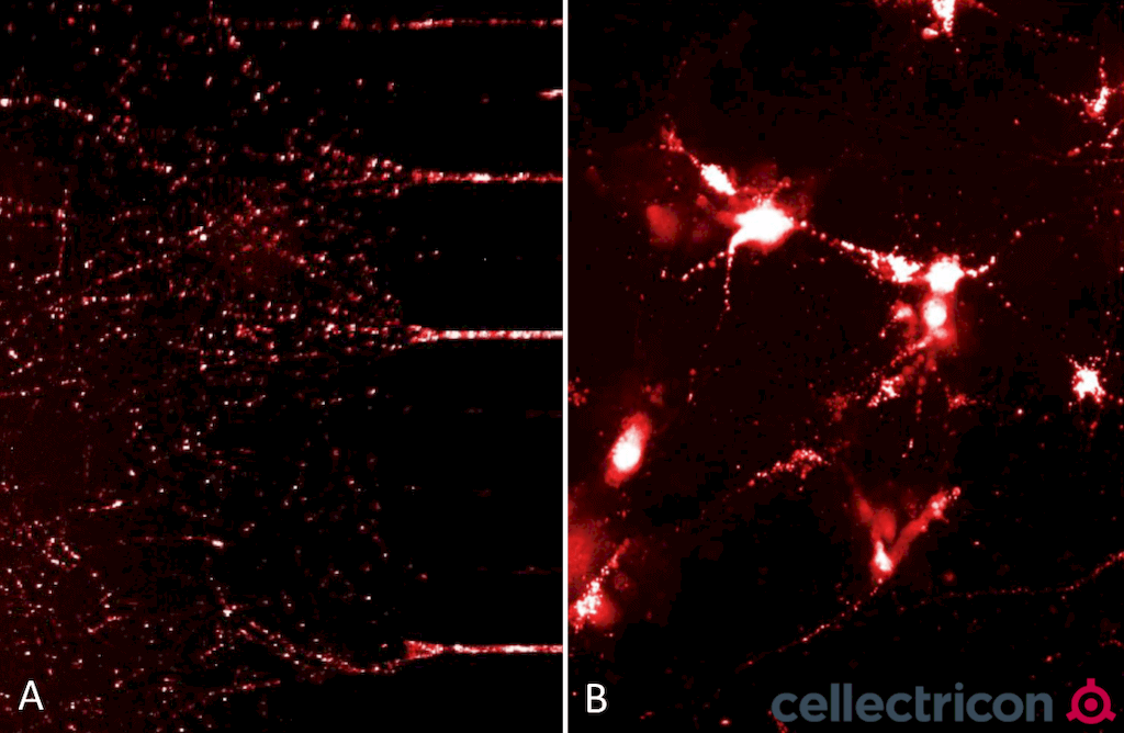 <p>ATTO633 fluorescently-labelled alpha synuclein PFFs  (SPR-322) were taken up, transported into the soma, and induced alpha synuclein aggregation in mouse neurocortical primary cells. (A) Neurites filled with fluorescently-labelled alpha synuclein seeds in a microfluidic co-culture system after 24 hours. (B) Alpha synuclein seeds within the soma and neurites of mouse neurocortical primary cells after 24 hours. Experiment and imaging courtesy of Cellectricon.</p>
