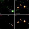 Mouse neurocortical primary cells seeded with fluorescently-labelled alpha synuclein PFFs cause endogenous alpha synuclein phosphorylation