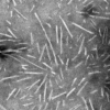 TEM of Type 1 Alpha Synuclein Pre-formed Fibrils (PFFs) (SPR-322)