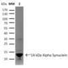 SDS-Page of Type 1 Human Recombinant Alpha Synuclein Protein Pre-formed Fibrils (SPR-322)