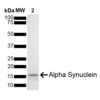 SDS-Page of Mouse Recombinant Alpha Synuclein Protein Monomer (SPR-323)
