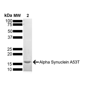 A53T Alpha Synuclein Monomer (catalog# SPR-325), SDS-PAGE, verification of protein purification