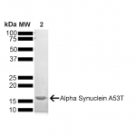 SPR-325_A53T-Alpha-Synuclein-Monomer-Protein-SDS-PAGE-1.png