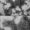 TEM of A53T alpha synuclein Pre-formed fibrils (SPR-326).