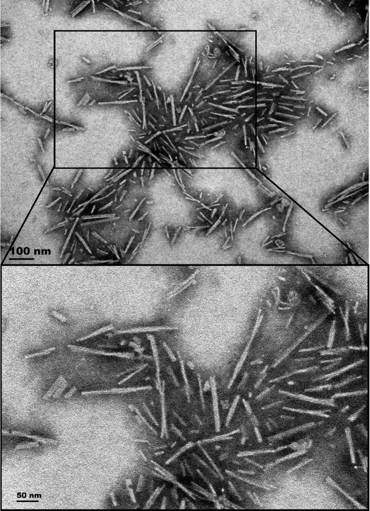 <p>TEM of A53T alpha synuclein Pre-formed fibrils (SPR-326)</p>
