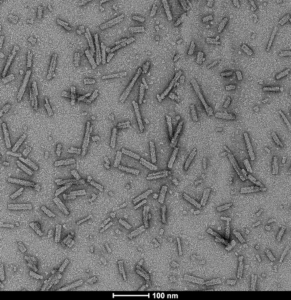 SPR-326_A53T-Alpha-Synuclein-Preformed-Fibrils-Protein-TEM