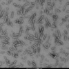 TEM of A53T alpha synuclein Pre-formed fibrils (SPR-326)