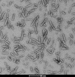 TEM of A53T alpha synuclein preformed fibrils (SPR-326)