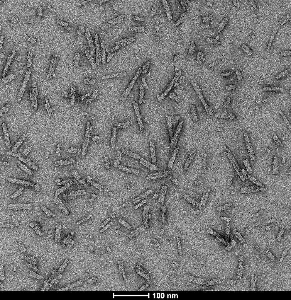 <p>TEM of A53T alpha synuclein Pre-formed fibrils (SPR-326)</p>
