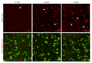 ICC/IF of human A53T Alpha Synuclein Preformed Fibrils Protein (SPR-326)