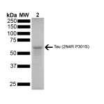 SPR-327_Tau-Protein-Monomer-SDS-PAGE-1.png