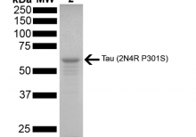 SDS-PAGE of ~67 kDa Human Tau 2N4R P301S Mutant Monomer (SPR-327)