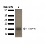 SPR-328_Tau-Protein-Monomer-SDS-PAGE-1.png