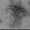 TEM of ATTO conjugated tau pre-formed fibrils