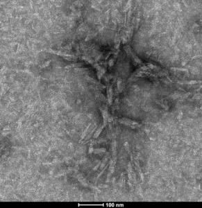 StressMarq’s Human Recombinant Tau-441 (2N4R) P301S Mutant Pre-formed Fibrils: ATTO 488 (catalog# SPR-329-A488) TEM]