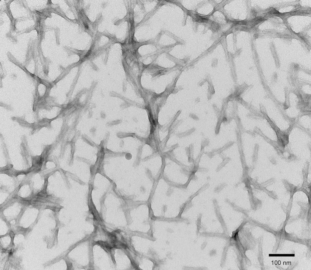<p>TEM of recombinant Tau441 (2N4R), P301S mutant Pre-formed fibrils (PFFs) at 150kx magnification. HV = 80kV. Fibrils were sonicated and stained with uranyl acetate.</p>
