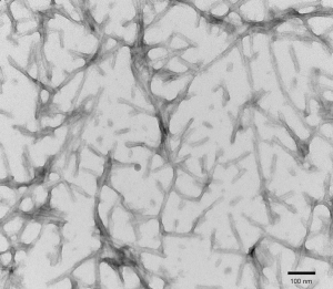 TEM of active recombinant Tau441 (2N4R), P301S mutant Preformed Fibrils (PFFs)