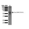 SDS-PAGE of ~67 kDa Human Tau 2N4R P301S Pre-formed Fibrils (PFFs)