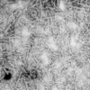 TEM of recombinant Tau441 (2N4R), P301S mutant Pre-formed Fibrils (PFFs)