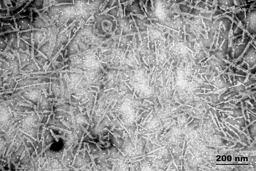 <p>TEM of recombinant Tau441 (2N4R), P301S mutant Pre-formed fibrils (PFFs). Fibrils were sonicated and stained with uranyl acetate.</p>
