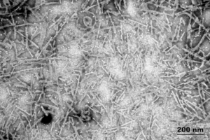 SPR-329 TEM of recombinant Tau441 (2N4R), P301S mutant preformed fibrils (PFFs). 