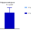 Comparison of AT8 (pSer202/pThr205) tau inclusions in P301L mice injected with K18 PFFs and negative control.