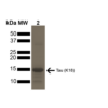 SDS-PAGE of ~15 kDa Human Tau Protein K18/P301L Pre-formed Fibrils (SPR-330)