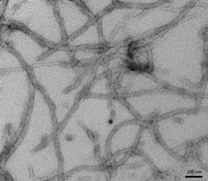 SPR-330_Tau-Protein-Preformed-Fibrils-TEM